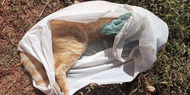 Moradores de corrente denunciam assassinato em massa de gatos